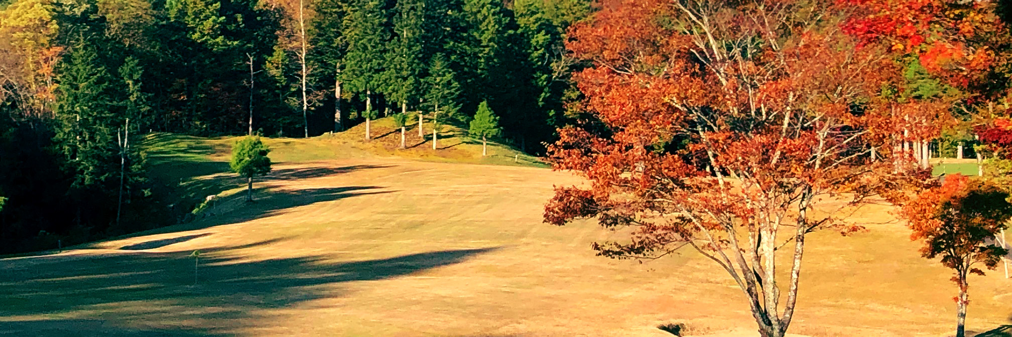 平谷カントリー倶楽部紅葉した木々と芝の写真